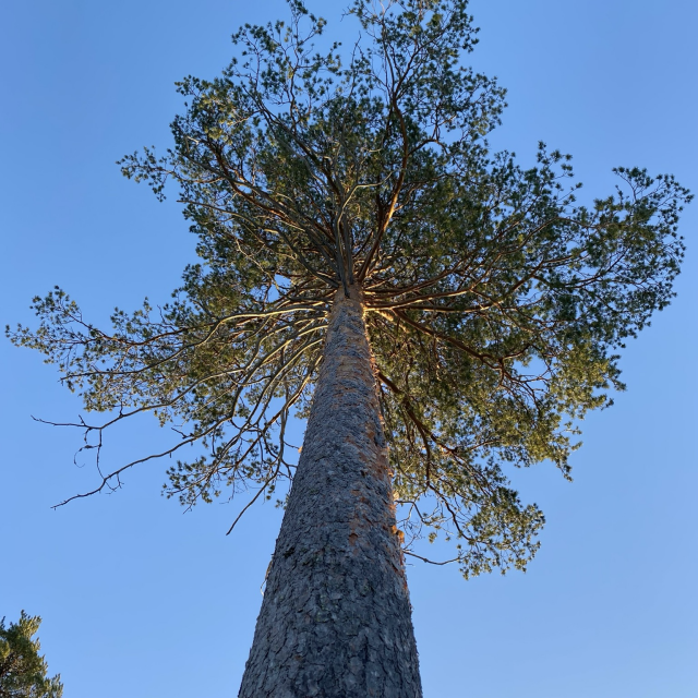 Suuri mänty kuvattu alhaalta ylöspäin sinistä taivasta vasten. Aurinko valaisee oksistoa alhaalta.