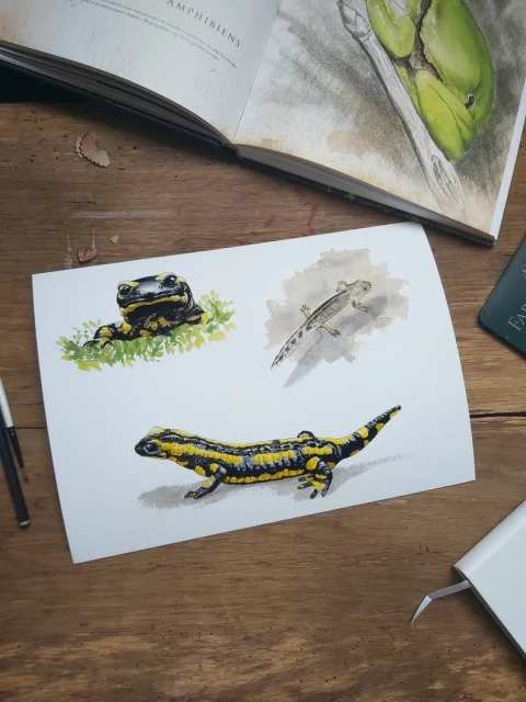 Photo d'une aquarelle de salamandre tachetée. Avec un individu adulte de profil, une larve et un gros plan sur la tête