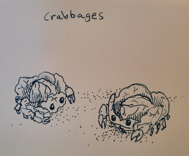 A pen drawing of two little cabbages that have eyes and claws and feet like crabs. Or two little crabs that have round, leafy bodies like cabbages.