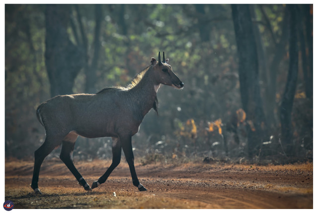 a mammal with small horns, very well built, has black stockings in coloration, the body is dark with a slight tint of blue depending on the light. it is walking across a dirt road and heading to a denser jungle. 