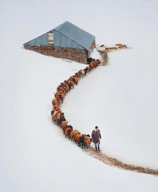 Photography. A color photo of a shepherd in the snow. A snowy, completely white environment with a shepherd walking along a small brown trampling path. He is coming towards us. Behind him, like beads on a string, runs a seemingly endless flock of sheep. They come out of a simple wooden hut with a blue roof that you can see in the back of the photo.