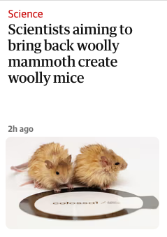 Screenshot from Guardian headline in the "Science" topic. Headline reads "Scientists aiming to bring back woolly mammoth create woolly mice", and shows a picture of two very cute, very fluffy mice.