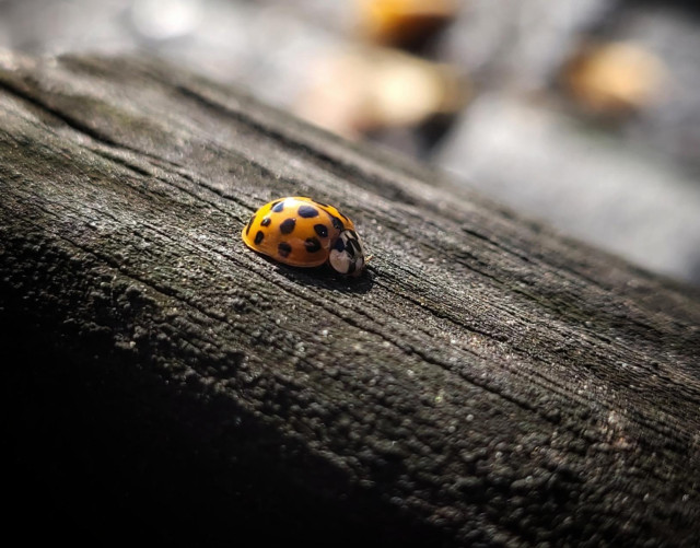 An orange ladybug is sitting on some dry, dark wood in the sunshine. The background is blurred.