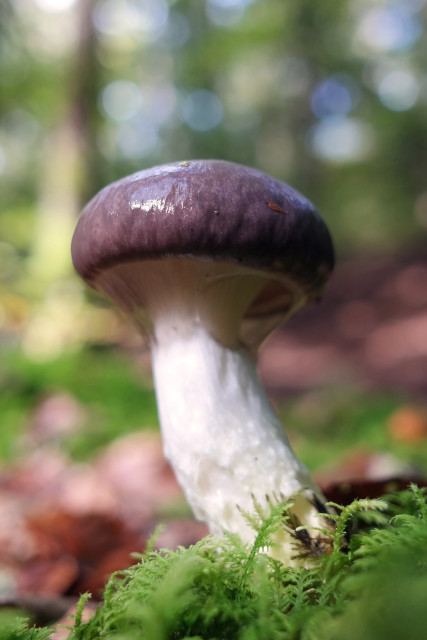 Gomphidius glutinosus, commonly known as the slimy spike-cap, hideous gomphidius, or glutinous gomphidius