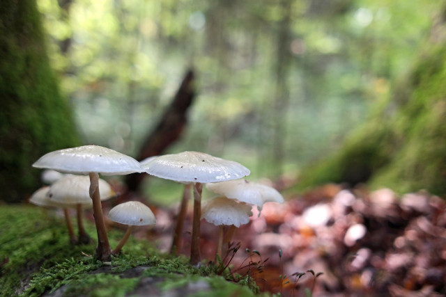 Mycena galopus var. candida, aka white milking bonnet