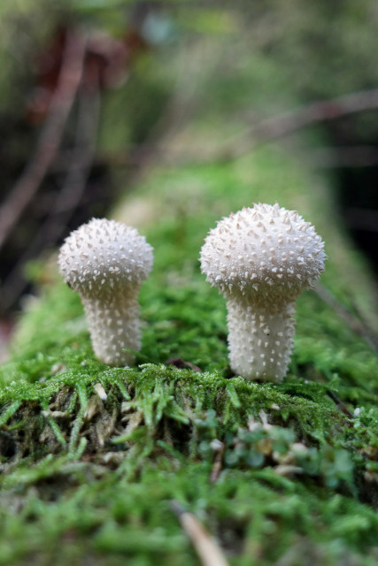 Lycoperdon perlatum, popularly known as the common puffball, warted puffball, gem-studded puffball or devil's snuff-box