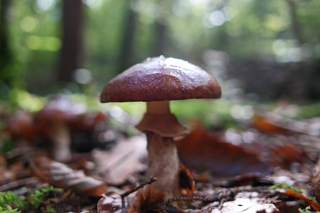 Suillus luteus, commonly referred to as slippery jack or sticky bun