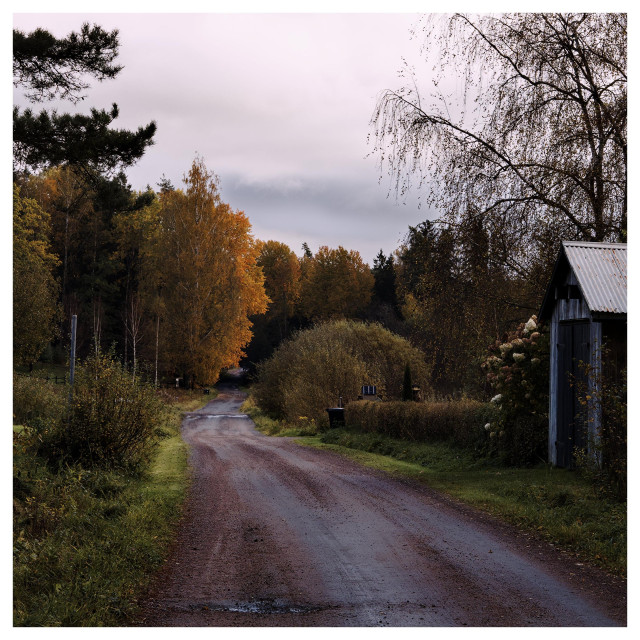 En fyrkantig bild på en grusväg förbi ett träd med orangea löv. Till höger ett uthus, i övrigt olika sorters träd och buskar.