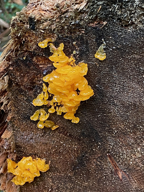 Closeup of the edge of a sawed hemlock tree with layers of orange, gelatinous mushrooms. They look wet and blobby and many are fan shaped while others are nondescript and brain like. Each is about the size of a small fingernail.
