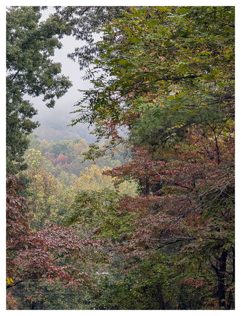 in the distance, wooded mountains are veiled by fog. trees in the foreground curtain the view.