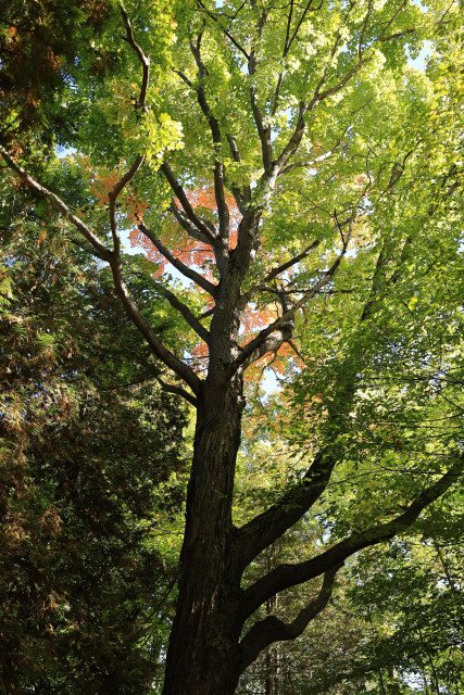This is a photo looking upward at the trajectory of a mature tree. It has a thick trunk with many branches curving outward and then upward. Most of the leaves are green, but the autumn colour change is evident as some of the leaves are just starting to turn red.  Back lighting from the sky seems to illuminate the leaves as seen when standing on the forest floor.