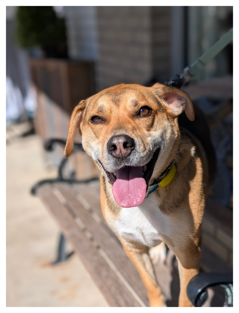 A brown and white dog with a black collar stands on a wooden bench outdoors, facing the camera, mouth open, tongue out,making eye contact. smiling. The background blurred.