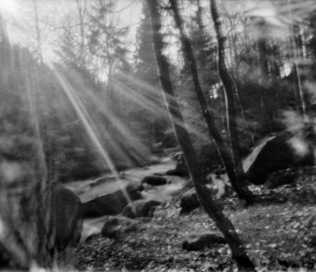 A forest scene: some slender trees next to a rocky steam. The sun is shining trough the trees in the background and causing a big lightflare. 