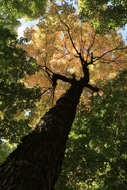A photo taken from near the base of a mature tree, looking in an upward direction. The crown of this tree has yellowish orange leaves during the autumn season. The trees around it still have green leaves, so the image looks a bit like a sea of colour surrounded by green.  Patches of blue sky can also be seen around the top of the tree. The trunk of the tree is about one and a half feet in diameter. The photo definitely has an autumn feel to it.