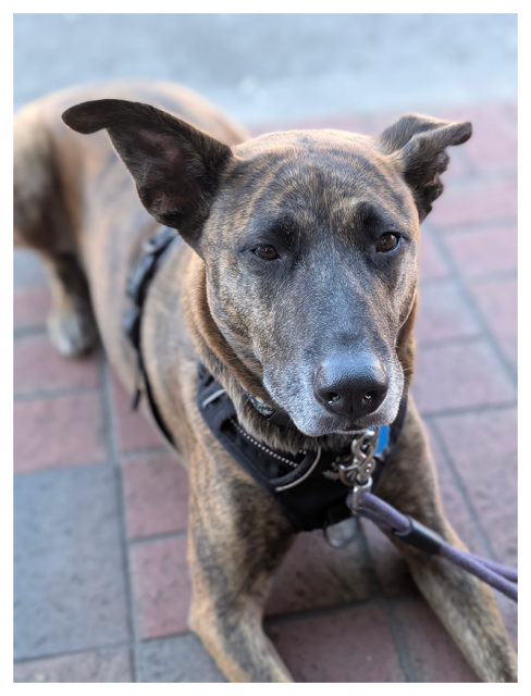 a large, short-haired dog with a brown/black brindle coat and perky ears reclines on a red brick patio, looking straight ahead, with a contemplative expression.
