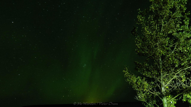 A colour photo of a night sky full of stars, including the Pleiades. On the right is a well-grown green tree, brightly lit from behind the observer. The horizon is a dark block at the bottom of the shot, and a faint yellow glow is visible just above the skyline. A strong green shape is in the centre of the shot; this is the beginning of a Northern Lights display.