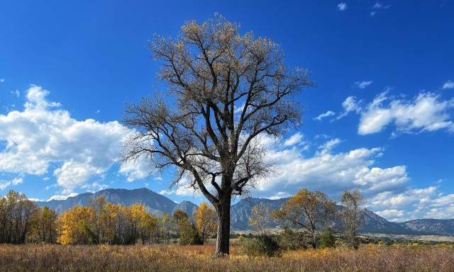 A very tall cottonwood tree, mostly bare except for a few golden brown leaves, standing in the middle of an open meadow with golden brown grasses and other vegetation. Further behind is a line of trees with more golden-brown leaves, and in the far distance is a line of rocky mountains, all under blue skies with scattered, puffy cumulus clouds drifting just above the mountains on a pleasant autumn afternoon.