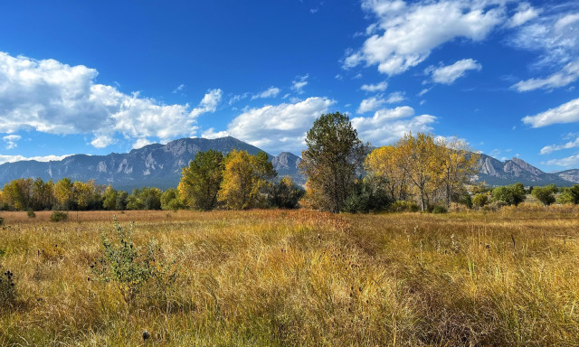 A wide open meadow filled with golden brown grasses and other vegetation, a line of trees in the middle distance with a mix of green and golden-brown leaves, and rocky mountains in the far distance, all under sunshine and blue skies with scattered cumulus clouds.