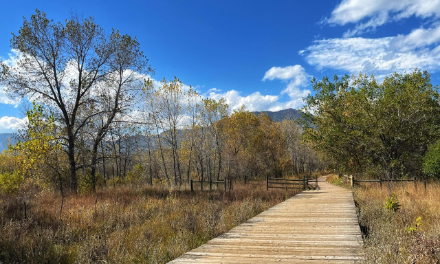 A wooden boardwalk crosses an expanse of golden-brown grasses and scrubby vegetation, some scattered trees with a mix of green and golden brown leaves on either side of the boardwalk. There is a hint of mountains in the distance peeking out beyond the trees, and partly cloudy, blue skies above on an otherwise sunny, autumn day.