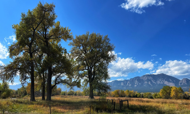 Four very tall cottonwood trees with a mix of golden-brown leaves on the left side of the photo, standing tall and casting shadows in a meadow filled with golden-brown grasses and other vegetation. There are more trees further in the distance in a line of rocky mountains in the far distance, with some puffy cumulus clouds drifting above the mountains in otherwise deep blue skies. 