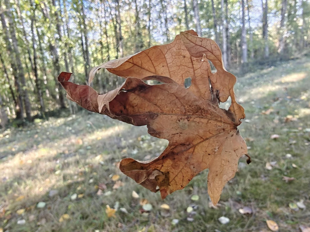 A maple leaf, browned and curled, appears to be frozen while falling towards the ground below.
