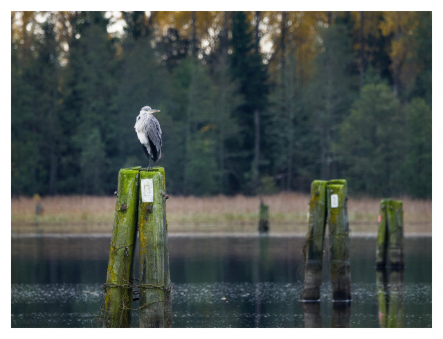 En liggande bild på en gråhäger som sitter på en stolpe i vattnet. Till höger är ytterligare några stolpar, alla gröna av alger och mossa. I bakgrunden vass och sedan skog.