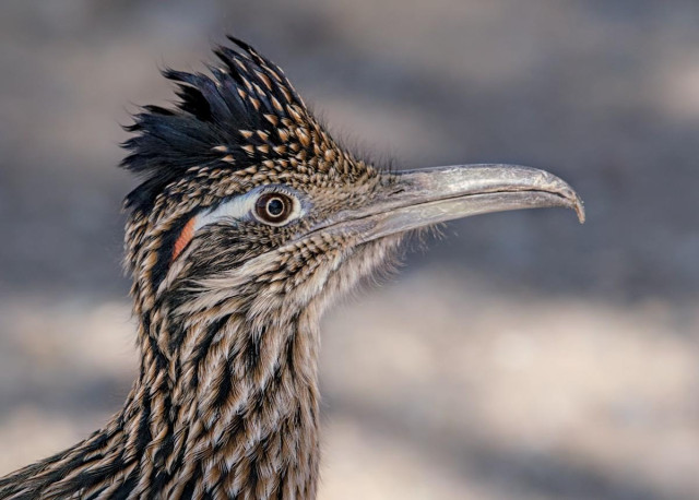 A color landscape photo of a head and neck shot of a roadrunner bird. The bird faces toward the right. The feathers on the neck and crest are a splotchy dark brown and tan. The back of the crest is black. The gray beak is very long and is hooked down at the end. The eye is yellow and behind and around the eye are light blue feathers and a small red splotch behind the blue color. 