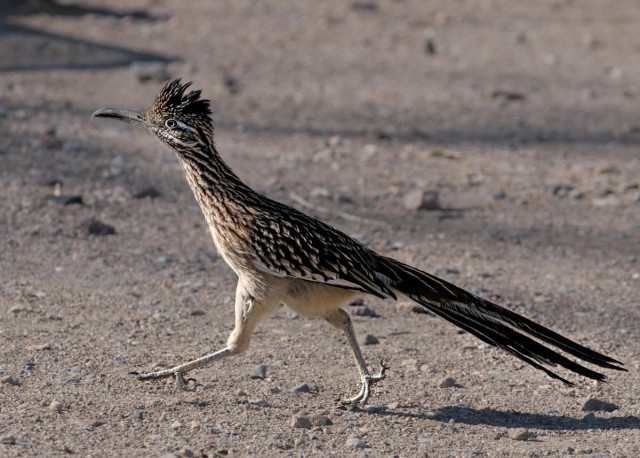 A color landscape photo of a roadrunner bird. This is a photo of the full bird and it is running toward the left side of the frame. I described the head in the last photo. The body continues the splotchy dark brown and tan color pattern over the back and on the folded wings. The under side is light tan and the tail is dark brown. The bird is stepping out with its left leg. Its foot is off the ground. It right leg is extended in the back. It is pushing off hard with the right leg and it is about to leave the ground.