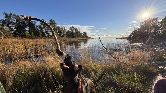 Same picture except with a dog tossing a toy which is in midair as the Zelda tries to catch it.