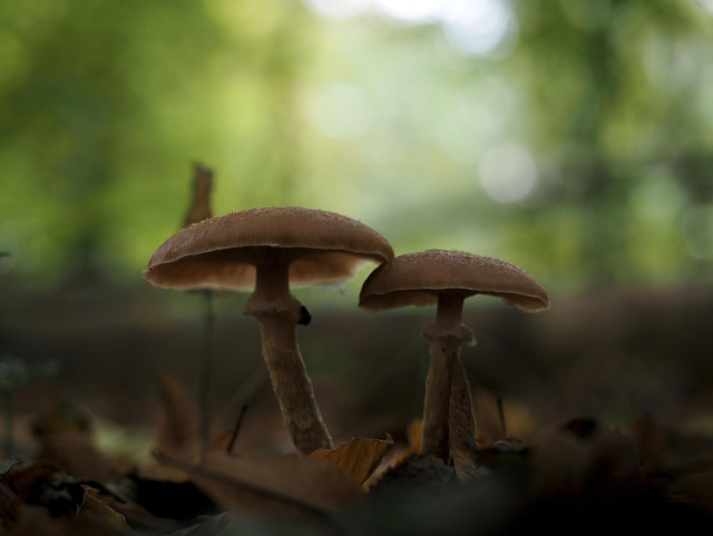 zwei bräunliche lamellenpilze – vielleicht schnitzlinge –, beide beringt und schuppig auf dem hut, stehen dicht beieinander auf einem herbstlichen waldboden. der linke pilz ist etwas größer als der andere und lehnt sich etwas an. in der unschärfe des hintergrunds grüner wald und brauner boden.