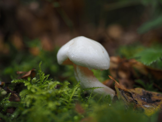 ein weißer pilz der gattung schnecklinge (hygrophorus) lugt aus dem herbstlichen waldboden zwischen moos und braunen, welken blättern hervor. wassertropfen laufen den hut herunter und bleiben an der hutkante hängen.