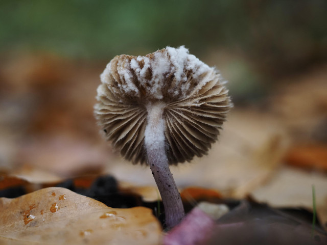 ein lamellenpilz mit s-förmigem stiel und abgeknicktem hut. der pilz ist schon alt und scheint selbst vom einem anderem pilz zersetzt zu werden. die unterseite des pilzes, die zu sehen ist, zeigt einen watteartigen befall, der von hut bis zum stiel reicht. der schwache stiel scheint das gewicht des huts kaum halten zu können und ist gekrümmt. 
den untergrund und den hintergrund bilden braunes laub und grünes laub.