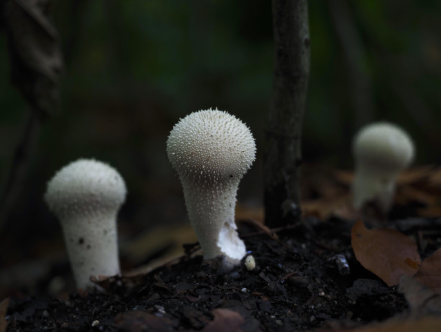drei flaschenstäublinge (lycoperdon perlatum) ragen aus dem waldboden heraus. der mittlere und vorderste stäubling ist im fokus. die pilze sind weiß und hell und heben sich vom dunklen waldboden und dem dunklen unterholz ab.