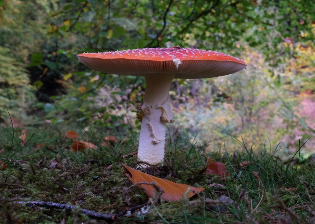 A sideways view of an Amanita muscaria White stem with ragged ring and a very thin horizontal cap. White spots can just be seem on the red cap