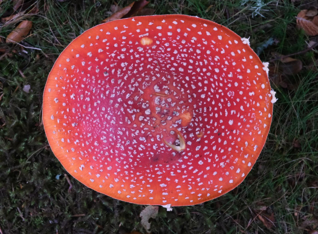 Looking directly down upon the top of a bright red, with white spots Amanita muscaria