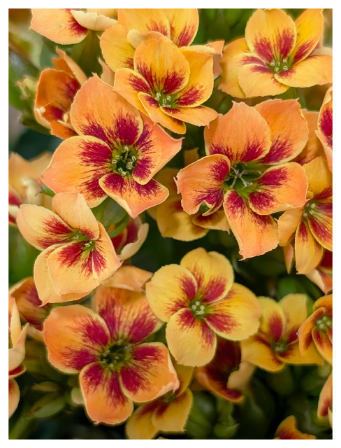 	
A cluster of vibrant flowers with orange-yellow petals and deep red centers, featuring green stamens. The blooms are densely packed,