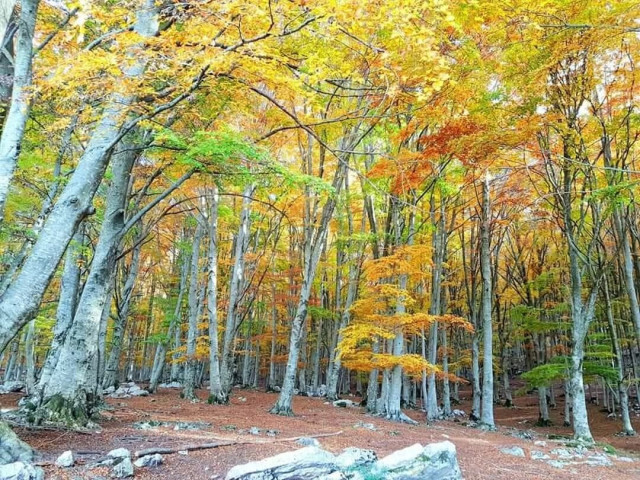 View of a forest of beech trees with their typical clear skin. Leaves are progressively turning yellow, sometimes already red. 