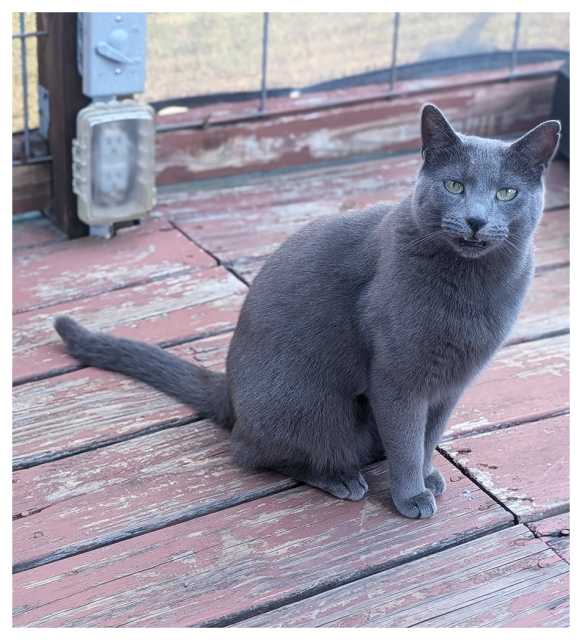 a russian blue cat with green eyes sits on a wooden deck with worn redwood paint and makes eye contact and shows fangs.