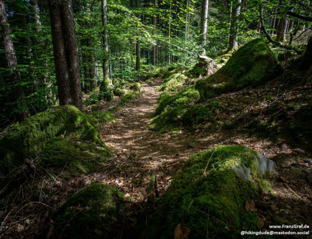 Nestled deep within a lush, verdant forest, this narrow trail invites hikers into a world of tranquil solitude and natural beauty. The path, a winding ribbon of earthy brown, is gently bordered by moss-covered rocks and boulders, their vibrant green hues suggesting centuries of undisturbed growth. Sunlight filters through the dense canopy above, casting dappled patterns of light and shadow across the forest floor, where fallen leaves and pine needles create a soft, rustling carpet.
