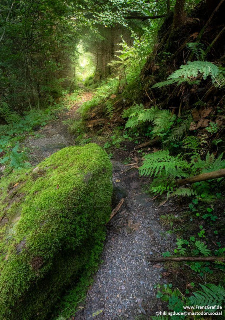 Moss blankets the forest floor and climbs up the sides of ancient trees, its vivid green hues contrasting beautifully with the darker bark and scattered brown leaves. Ferns, delicate and intricate, emerge from the undergrowth, their fronds swaying gently in the light forest breeze. A small, trickling stream crosses the path, its rocky bed glistening with moisture, adding a soothing soundtrack to the tranquil scene.