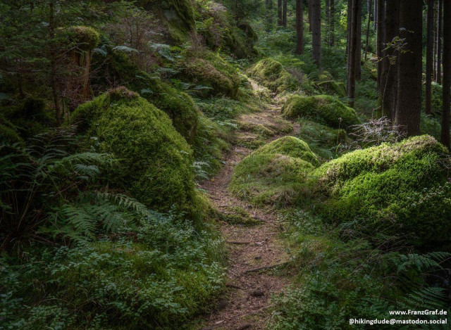 Nestled deep within an ancient forest, this enchanting trail winds its way through a lush, green sanctuary. The path, a narrow ribbon of earthy brown, is softly bordered by vibrant moss-covered mounds that seem to glow with an almost magical luminescence. The moss, a rich emerald green, blankets the rocks and ground, creating a plush carpet that adds to the forest's serene ambiance.

Towering trees, their trunks dark and sturdy, rise majestically on either side of the trail, their branches weaving a dense canopy overhead. Filtered sunlight dances through the leaves, casting dappled shadows and bathing the forest floor in a soft, ethereal light. Ferns and other undergrowth add layers of texture and depth, their delicate fronds swaying gently in the light forest breeze.