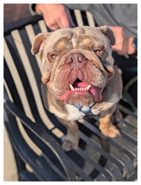 young, tan bulldog sits on a metal slatted bench, mouth open, lower teeth showing. the background is human Ted next to him, out of focus,