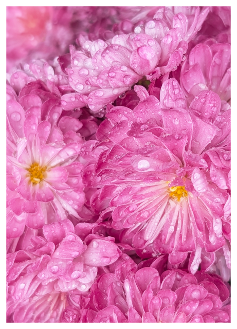 close up of a pink mum plant. the petals have uncountable raindrops on their petals.