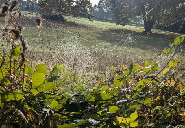 Four or five large spider webs stretched between blackberry brambles and flower seed heads, with a green field and oak trees in the background.