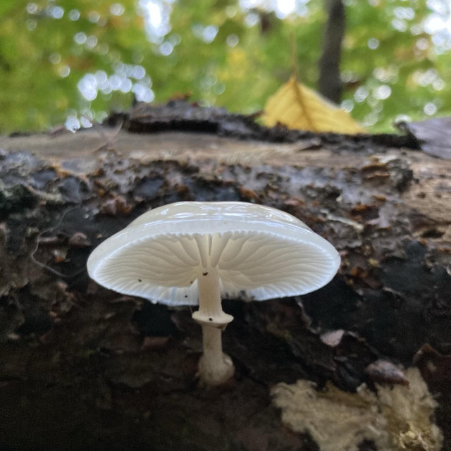 An almost translucent, white mushroom with a glossy texture growing off on a fallen tree