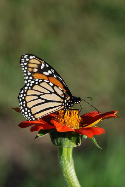 Side view of an orange and black butterfly with its wings closed.   The butterfly is perched on an upward facing flower with orange-red petals and a yellow-orange center.   