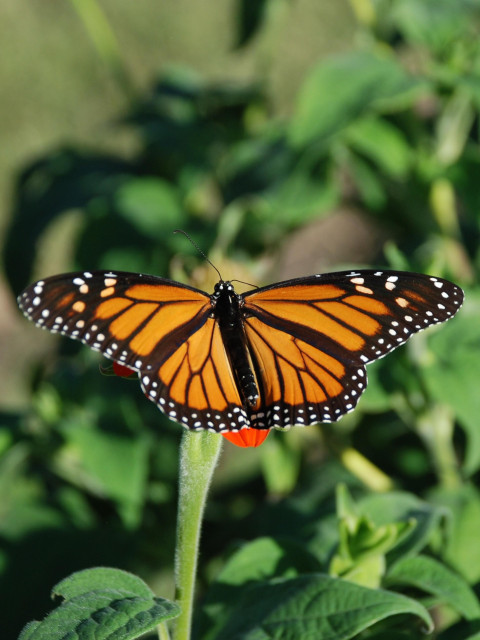 A monarch butterfly with its wings spread wide open in the late afternoon sunshine.   Only a tiny part of the flower is visible below the butterfly.  