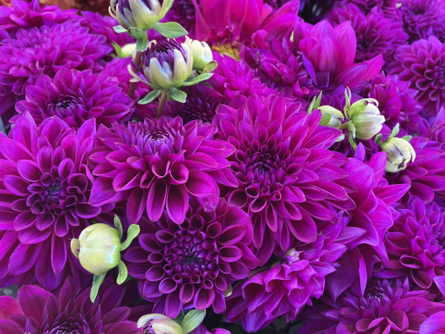 Bright purple dahlia blooms, with buds scattered amongst them. 