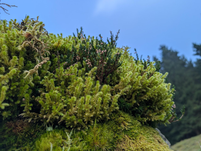 A selection of moss and some other green growing on a rock.