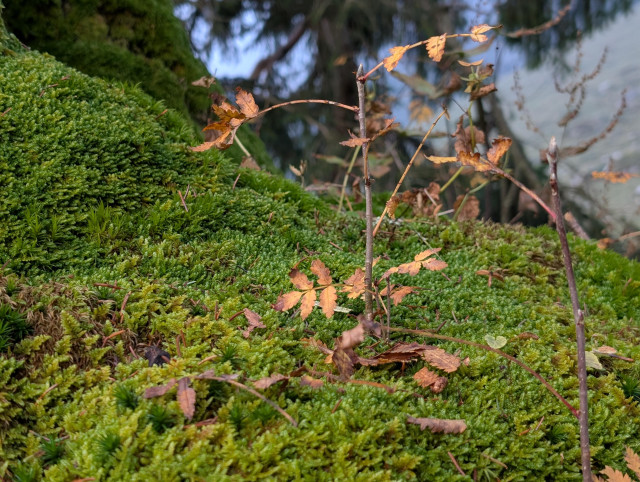A carpet of moss with a brown twig/tiny-tree poking out.